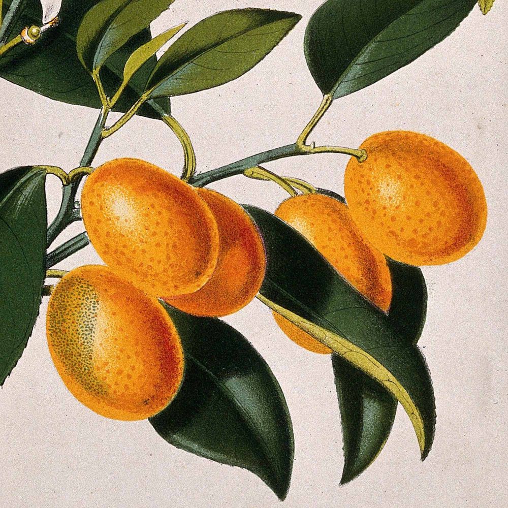 Hayman's Vibrant Citrus Gin