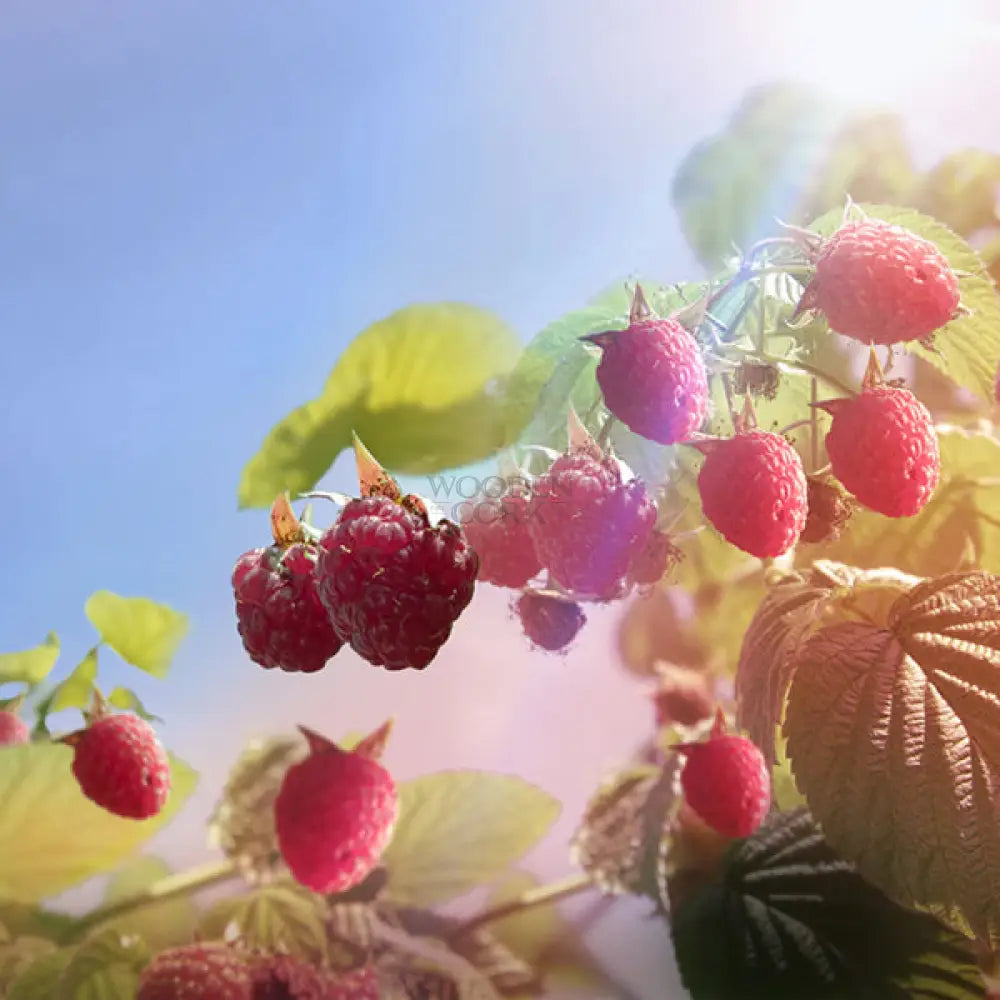 Warner's RASPBERRY GIN