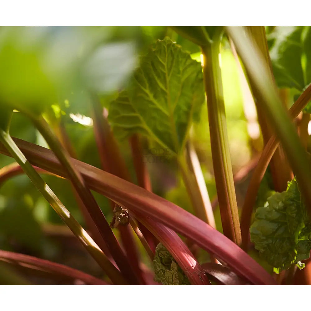 Warner's RHUBARB GIN